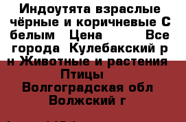 Индоутята взраслые чёрные и коричневые С белым › Цена ­ 450 - Все города, Кулебакский р-н Животные и растения » Птицы   . Волгоградская обл.,Волжский г.